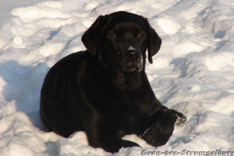 liegt im Schnee